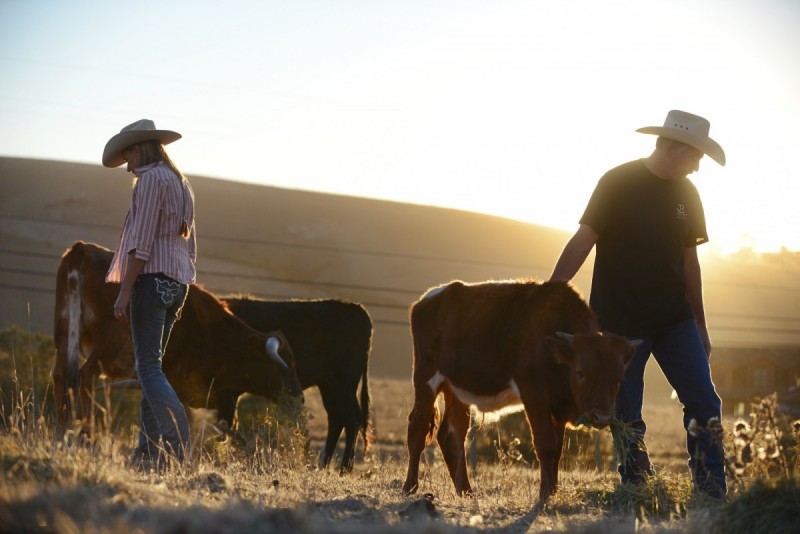 Image result for cattle ranches in california