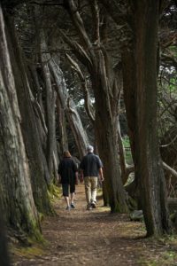 Path through a hedgerow. 