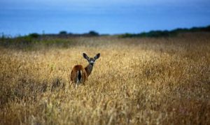 Deer in a meadow near Sea Ranch Lodge.