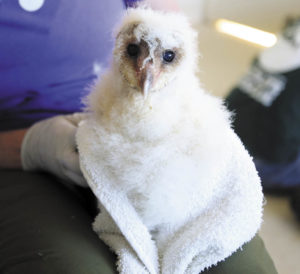 Sonoma County Wildlife Rescue. (photo by Crista Jeremiason)