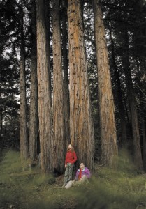 Grove of Old Trees, Occidental. (photo by John Burgess)