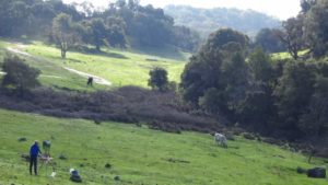 A plein air painter captures the scene along the start of the Western Route at Taylor Mountain Regional Park and Open Space Preserve. (Bruce Baird / The Press Democrat)