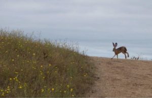 A jackrabbit lopes along the Easter Route on Taylor Mountain. (Bruce Baird / The Press Democrat)