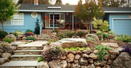 A 1942 suburban home updated with a drought resistant front yard. (Image courtesy of Dante Silliman)