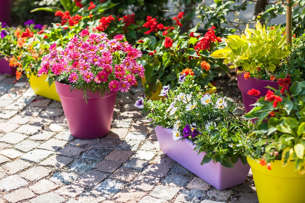 5 Perks of Growing a Container Garden