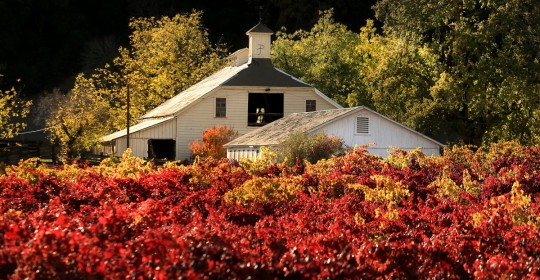KP1118_VINE_BARNS_757014