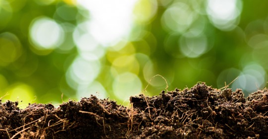 soil