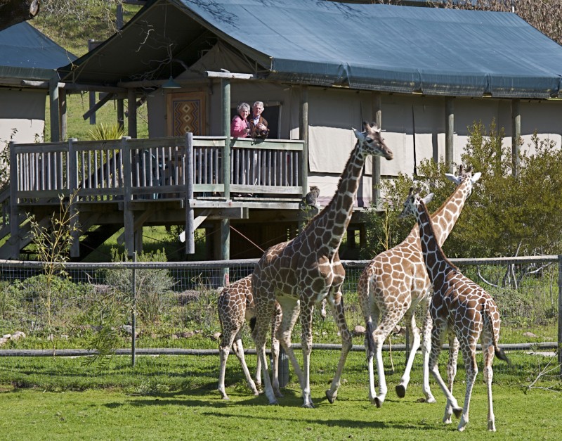 View from the tent. (Image courtesy of hotel-scoop.com)