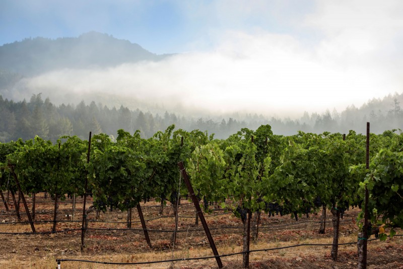 Photo courtesy of St. Francis Winery & Vineyard