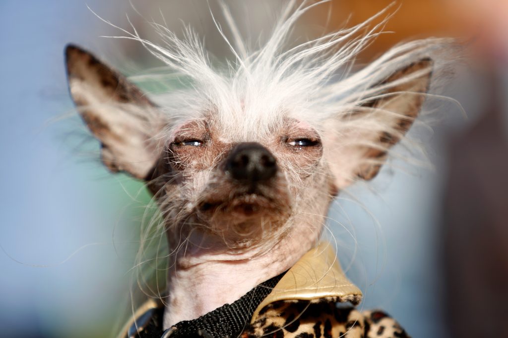 Enter Sonoma Magazine's Cutest Dog Contest