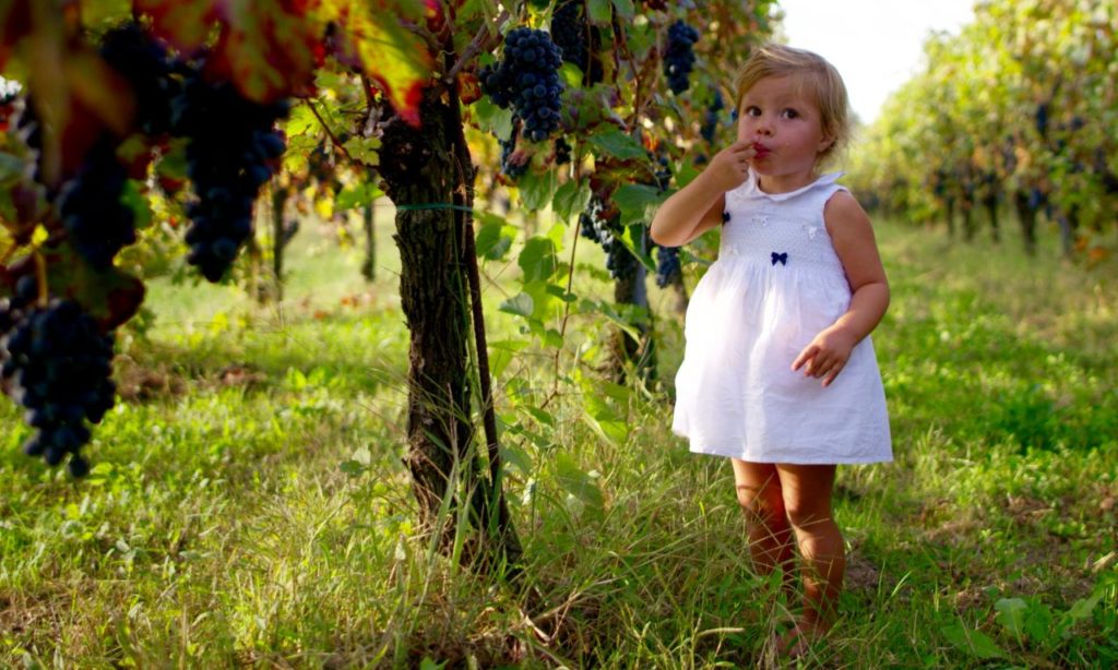 friendly wineries napa 11 kid friendly wineries in sonoma napa friendly wineries napa 11 kid friendly wineries in sonoma napa