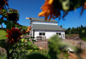 Having been saved from demolition at the site of the new Sutter Hospital on Mark West Springs Road, the white barn was reconstructed on the site of Tierra Vegetables in Santa Rosa