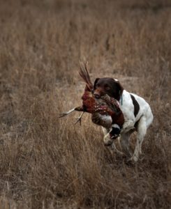 Charlie's dog, Bob, returning a downed pheasant. (photo by Chris Hardy)