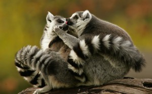 Safari West's annual Wild Jungle Love tour focuses on the courtship rituals of some of the over 700 animals on the 400 acre wildlife preserve. (photo by John Burgess)