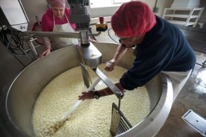 Seana Doughty, cutting curd with her husband, Dave Dalton, at Bleating Heart Creamery outside Petaluma. (photo by Chris Hardy)