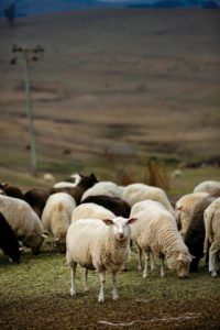 Thornton Ranch sheep, source of milk for Bleating Heart Creamery outside Petaluma. (photo by Chris Hardy)