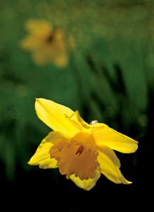 Daffodils along River Road in the Russian River Valley. (photo by Chad Surmick / The Press Democrat)