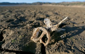 The bones of a fish lie exposed on the dry lakebed at Lake Mendocino. By early February, the lake had shurunk to a depth of just 68.9 feet, barely more than half its maximum level. (Kent Porter / Press Democrat)