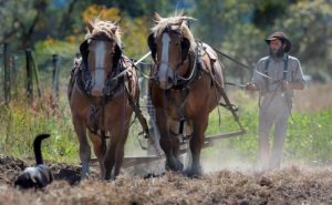 Adam Davidoff works Belgian draft horses Quinna and Misty as they till fertile soil west of Sebastopol at New Family Farm. (photo by Kent Porter)