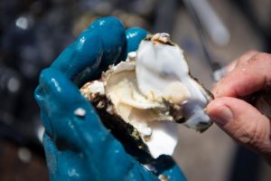 A patron shucks his own oyster at the Hog Island Farm and Oyster Bar picnic area. (photo by Charlie Gesell ) 