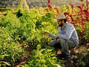 Culinary Institute of America Farm Manager Christian Dake picks an aji limo pepper at the CIA farm at Charles Krug Winery. (Alvin Jornada / The Press Democrat)