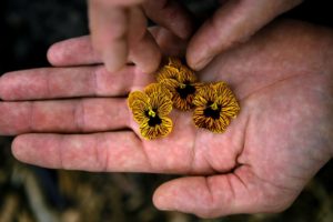 Tucker Taylor holds violas, edible flowers, in his hands at Kendall-Jackson vineyard. (photo by Chris Hardy)