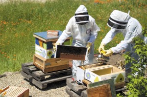 Kathleen is teaching Hailey about beekeeping as a way to increase the productivity of their garden. 