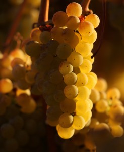 Chardonnay wine grapes bask in the late evening fall sun in a vineyard off Piner Road in Santa Rosa. (photo by Kent Porter)