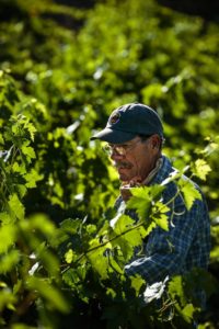Paul Bernier and his dry farmed grapes. (Chris Hardy / Sonoma Magazine)