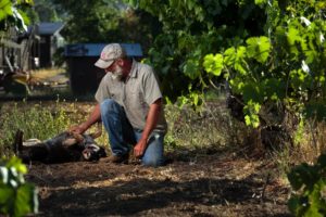 Wiil Bucklin, grape dry farmer in Glen Ellen and Little Girl, his dog.