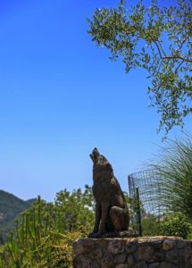 Coyote bronze statue in the backyard.