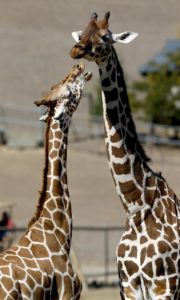 A pair of giraffes interact at Safari West in Santa Rosa. (BETH SCHLANKER/ The Press Democrat)