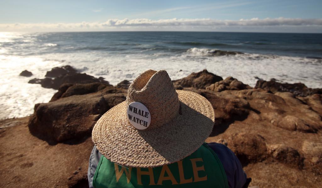 Whale Watch volunteer Larry Tiller, of Healdsburg, watches the horizon for spouts from Bodega Head. (photo by Christopher Chung)