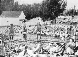 Young egg gatherers at Armstrong's Spring Hill Poultry Farm, 1897.