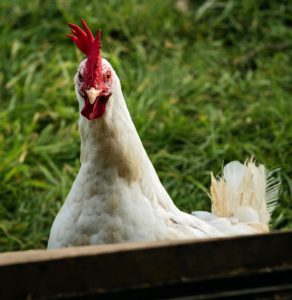 White Leghorn