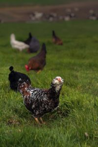 Chickens of Annika's Eggs at Moreda Family Farms in Petaluma.