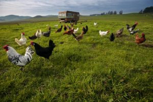 The chickens of Annika’s Eggs at the Moreda Family Farms are housed in an RV that is moved around a big field in the middle of the valley.