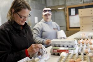 Fresh eggs get washed by hand and packed in recycled cartons at Tara Firma Farms in Petaluma. (photo by Beth Schlanker)