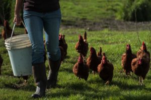 Chickens follow Dawn Dolcini as she carries a bucket of feed. 