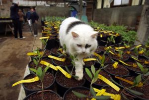 Potted olive starts at McEvoy Ranch will someday yield fruit. The family cat is attempting to help the process. 