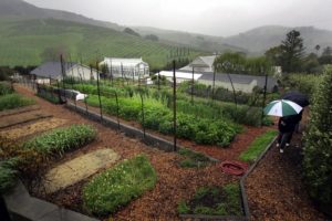 In fair weather or rain, visitors can tour the McEvoy gardens by appointment, enjoying the lush coastal hills west of Petaluma. (photo by John Burgess)