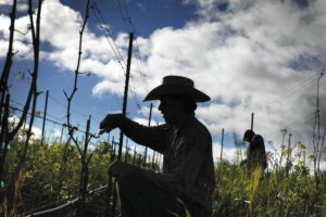 Josè Garcia prunes vines in the Giuseppe & Luisa Vineyard at Martinelli Winery & Vineyards on River Road in Windsor. 