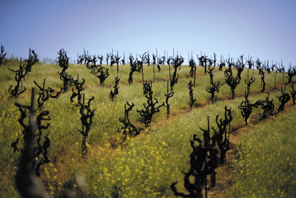 The historic Zinfandel vines at Jackass Vineyard, which were planted around 1883 in Forestville. (photos by Erik Castro)