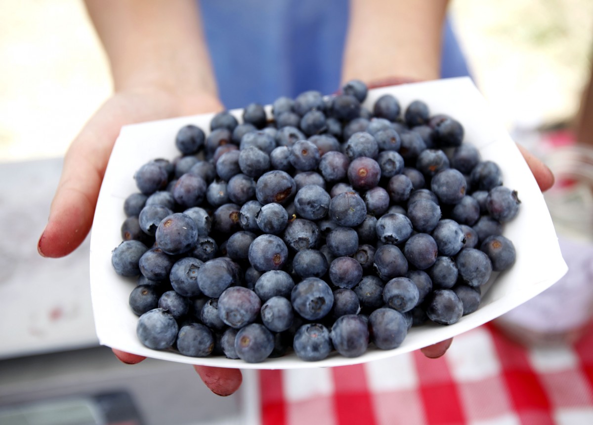 Fresh picked blueberries at the Sonoma Swamp Blues farm stand. Crista Jeremiason