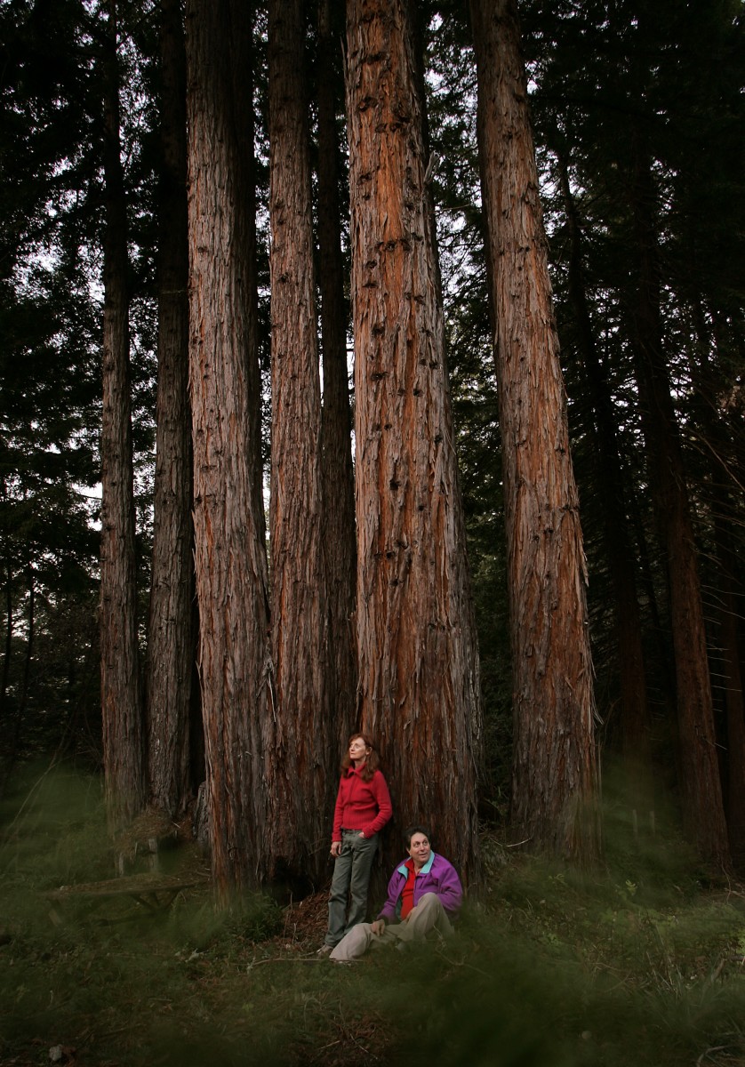 Grove of Old Trees, Occidental. (John Burgess)