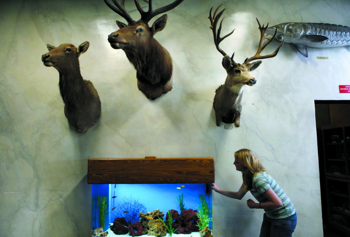 Petaluma Wildlife Museum. (Photo by Beth Schlanker)