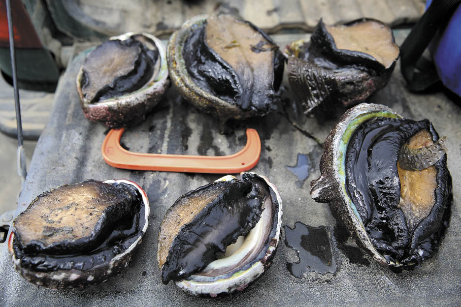Abalone seized in May by game wardens at Van Damme State Park included two undersized shellfish. One diver involved was in possession of six abalone, double the legal limit.