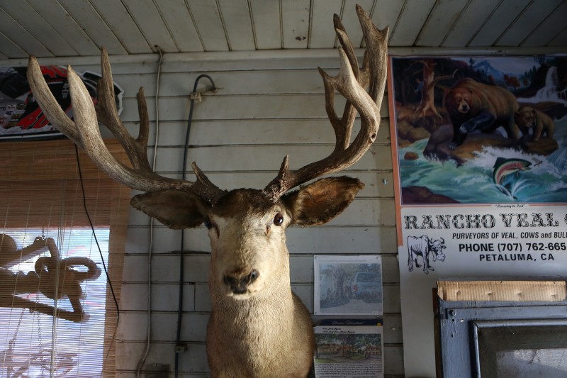 A deer head hangs from the wall at Ernie's Tin Bar in Petaluma on Wednesday, July 31, 2013. (Conner Jay