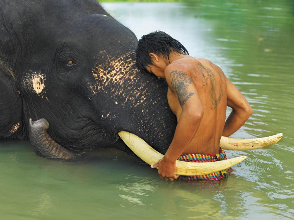 'These Tusks, Thailand,' by Lisa Kristine. 