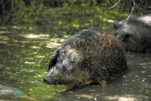 The pigs are vigorous weeders who love water and can clear an overgrown pond in no time.